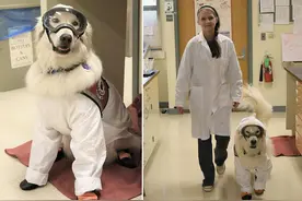 金毛犬“全副武装”给残疾主人在实验室当助手图片