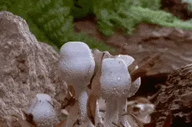 路边蘑菇别乱采，尤其是这种看起来“白白净净”的蘑菇，剧毒图片