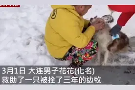 主人出国弃养边牧被拴3年后获救，这个画面令人动容，网友：遇到了好心人图片