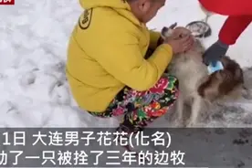 主人出国弃养边牧被拴3年后获救，这个画面令人动容，网友：遇到了好心人图片