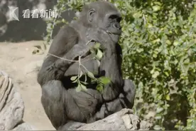 全球首批！美国动物园9只猩猩接种试验性新冠疫苗图片