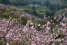 重庆黔江200亩桃花盛开 粉红花海氤氲图片