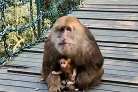 峨眉山灵猴添丁增口，这样的萌猴你爱了吗？图片