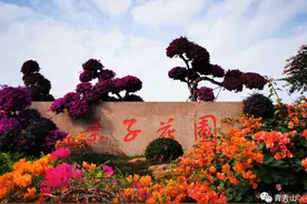 周末春游打卡推荐| 青秀山叶子花美艳如画！图片