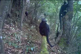 重庆金佛山黑叶猴栖息地范围扩大图片