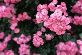春意：春季百搭儿童棒针套头衫（有编织图解）图片