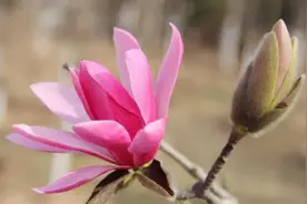 西安植物园300多种玉兰盛开 3月7日女性穿汉服可免费游西安植物园图片