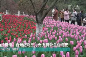 浙江杭州：春光潋滟三月天 万株郁金香绽放视频封面