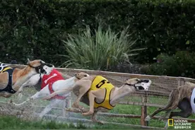 世上最快的狗子，终于跑到了“终点”图片