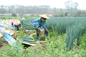 福建漳浦：春季大葱采收忙图片