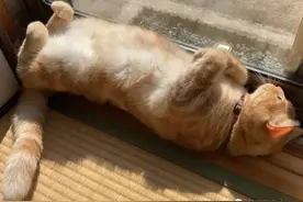 铲屎官们给自家喵星人拍起照来，每个都很丧心病狂哇图片