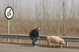 一头400斤大白猪跳车逃跑？！河北高速交警竟请来食堂大师傅图片