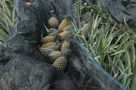 得意爆料“好凤梨卖日本，差的才卖大陆”后，他“道歉”图片