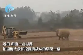 印度一大象农田决斗挖掘机，你猜最后谁赢了？图片