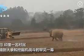 印度一大象农田决斗挖掘机，你猜最后谁赢了？图片