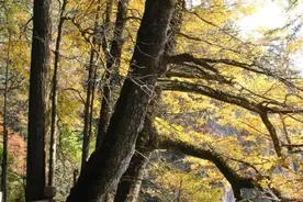 叹为观止！杭州12000年的活化石，最美的玉兰花道都在哪里？图片