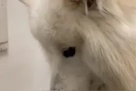 太可爱了！萨摩耶咬坏拖鞋耷拉耳朵挨训 一听说出去玩立马竖起耳朵图片