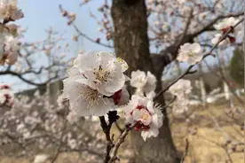 【诗画山东·张夏杏花村】跟随记者迈入“三十里玉杏谷” 感受万亩花海的清香视频封面