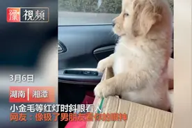 笑喷！小金毛等红灯时斜眼看人，网友：像极了男友看你的眼神图片
