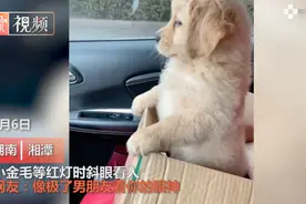 笑喷！小金毛等红灯时斜眼看人，网友：像极了男友看你的眼神图片