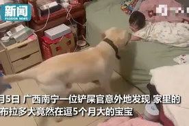 2岁狗狗帮主人带娃！摇尾巴转圈圈逗笑小宝宝，累到睡觉时直打鼾图片