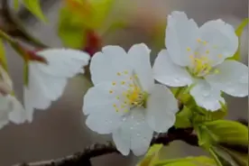 南京明孝陵樱花初开，3月中旬将进入盛花期视频封面