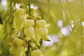 中国·岭南野生禾雀花观赏季到来，清远邀你来赏花图片