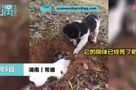 去世狗狗被埋同伴哀鸣刨土想唤醒，知情人：它俩一窝生的感情很好图片