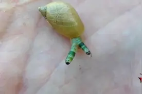 怪兽来了：操纵生物的僵尸虫让宿主去送死，寄生虫的恐怖你了解吗视频封面