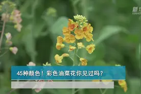 45种颜色！彩色油菜花你见过吗？视频封面