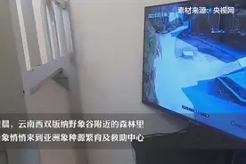 云南一头野象悄悄来救助中心“探亲”，监控拍到有趣互动萌翻众人图片