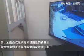 云南一头野象悄悄来救助中心“探亲”，监控拍到有趣互动萌翻众人图片