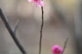 一念春风，枝上的梅花开了图片