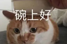 喜欢软萌小动物？当然要养满一整个庄园和一整片海域才过瘾图片
