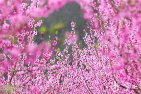 罗平钟山：桃花朵朵开，等你踏春来图片