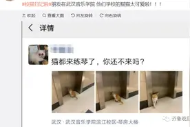 笑喷！高校猫咪遭大爷“训话”：学习读书听音乐，还要有礼貌图片