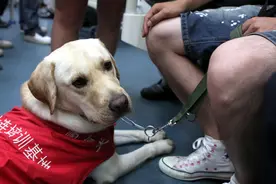 导盲犬被邻居投诉两年，特殊关怀如何实现闭环图片