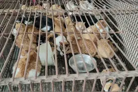 广东一禽畜交易市场疑似贩卖被盗猫：猫已被转移，来源正在调查图片