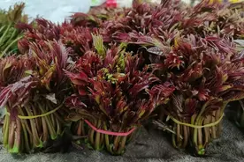 大好春光，这些春芽菜莫要错过图片