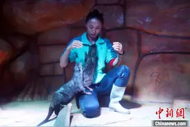 南京海底世界女饲养员的别样“三八节”图片