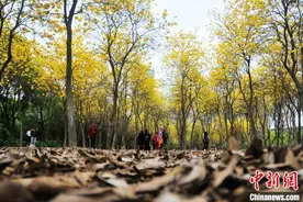福州：黄花风铃木绽放 宛如童话世界图片