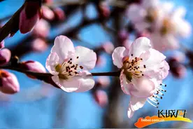 高清组图｜龙泉湖湿地：桃花满山开 春意枝头闹图片