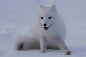 极寒天气引发食物危机 俄罗斯北极狐雪地里捡蛋糕吃图片