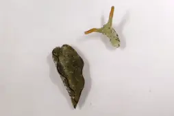 海蛞蝓“自割”头部并重新长出全新身体的能力令科学家感到惊讶图片
