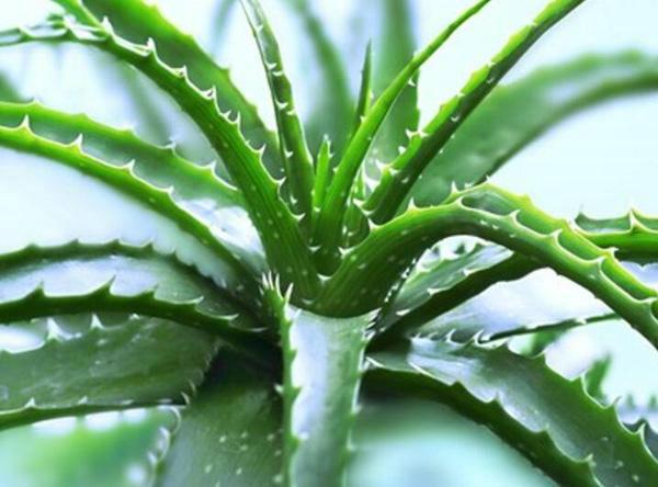 芦荟苗怎么种植小技巧（养芦荟）