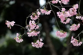 阳春三月 厦门大屏山樱花谷赏樱正当时图片