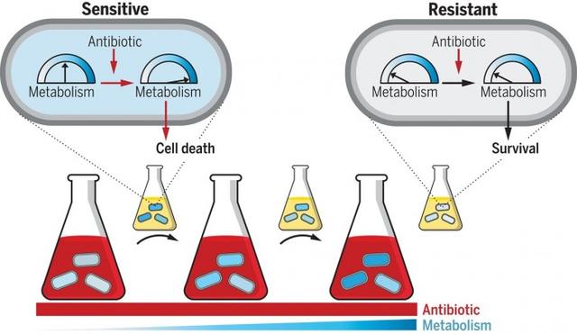 MIT研究称代谢基因突变可帮助细菌抵抗药物治疗