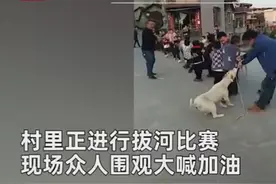 村民们拔河比赛，狗狗叼绳当“外援”使劲拉扯，全程超可爱图片