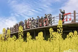 四川成都万亩油菜花盛开图片