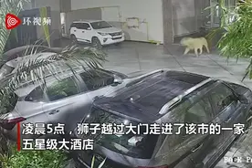 印度一头野生狮子在街上游荡 闯入一家酒店吓坏保安图片